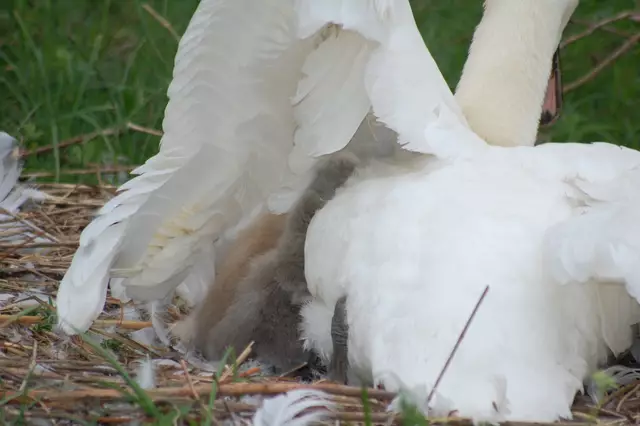 Foto: Heidrun Rosenberger