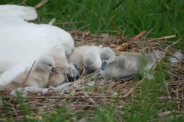 Foto: Heidrun Rosenberger