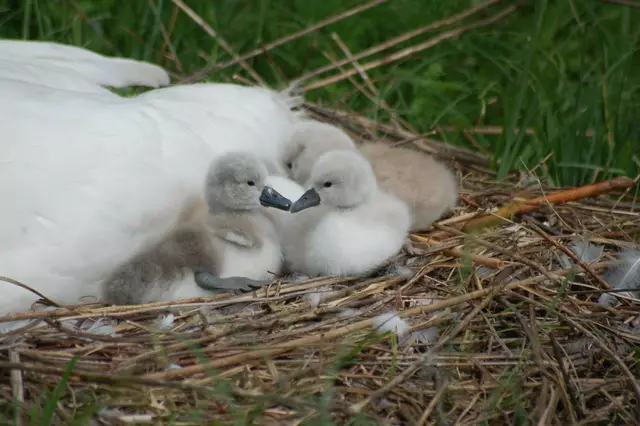 Foto: Heidrun Rosenberger