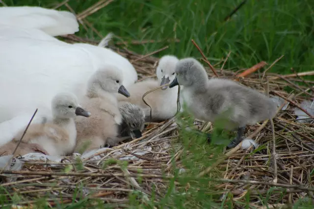 Foto: Heidrun Rosenberger