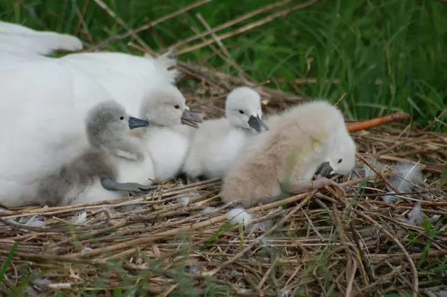 Foto: Heidrun Rosenberger