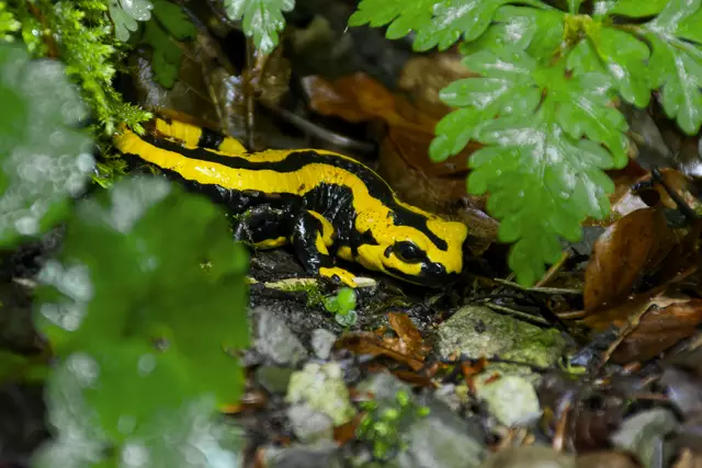 Feuersalamander Nr. 1 | Foto: Michael Harmsen