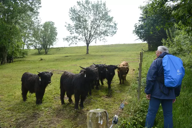 Der Wanderführer versucht sich als Rinderhirte.  :-))) | Foto: Michael Harmsen