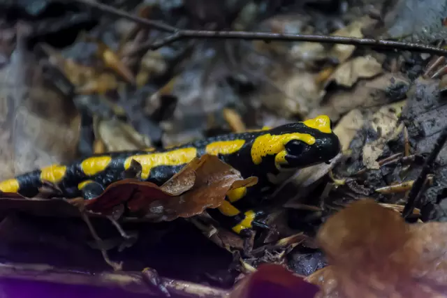 Nr. 3, und lange schallts im Walde noch – Salamander lebe hoch! Wer diesen Spruch kennt, hat ein schon ein gewisses Alter erreicht.  :-)))))))))) | Foto: Michael Harmsen