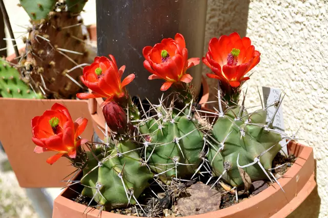 Dieses Jahr gibt es 5 Blüten.  | Foto: Daniela Somers