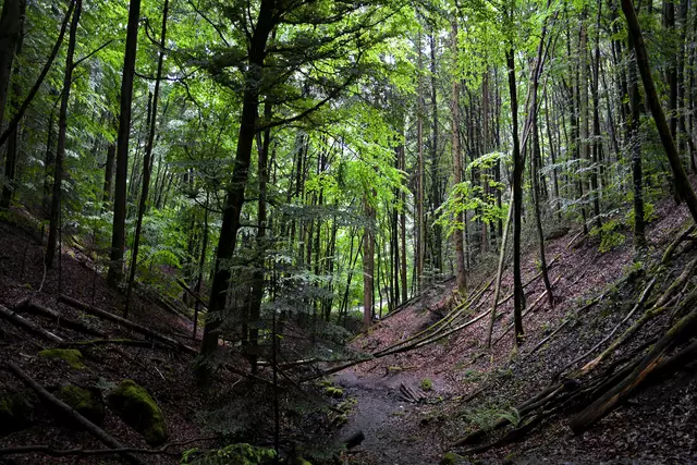 Dann geht es in die dunkle Hüttlenwaldschlucht. | Foto: Michael Harmsen