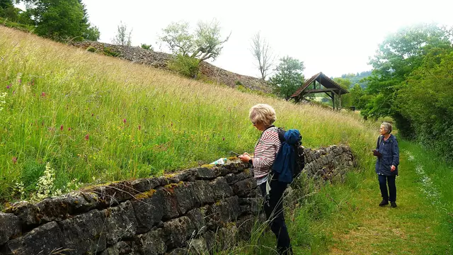 Herrliche Blumenwiese mit blühendem Ackerwachtelweizen - im Hintergrund der Kalkofen. | Foto: Isolde Reitz