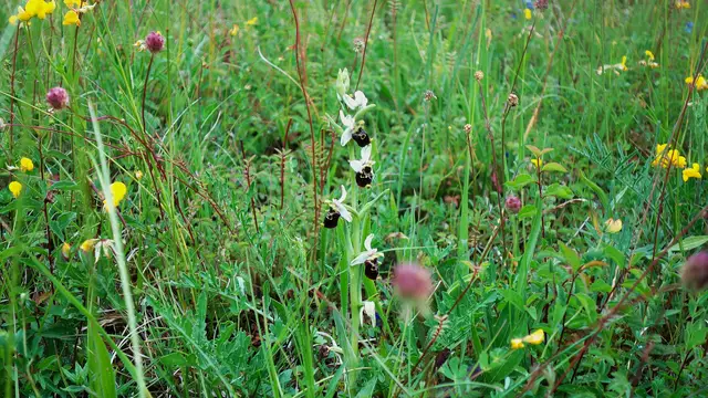 Hummelragwurz | Foto: Isolde Reitz