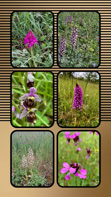 Orchideen- Impressionen. | Foto: Isolde Reitz