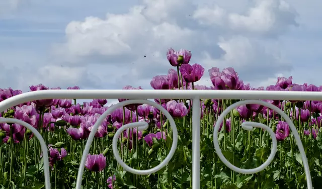 Ölmühle Erlenbach - ein Bett im Mohnfeld. | Foto: ED