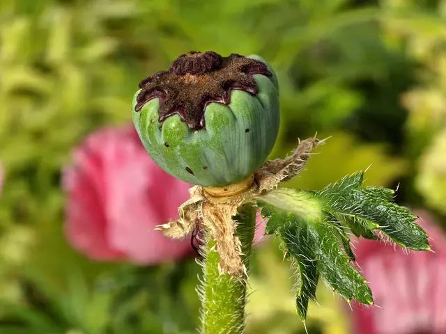 Foto: Heidrun Rosenberger