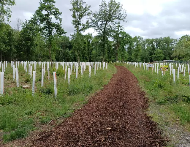 Forchenwald mit neuer Pflanzung | Foto: E. Rosendorf