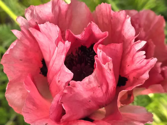 Foto: Heidrun Rosenberger