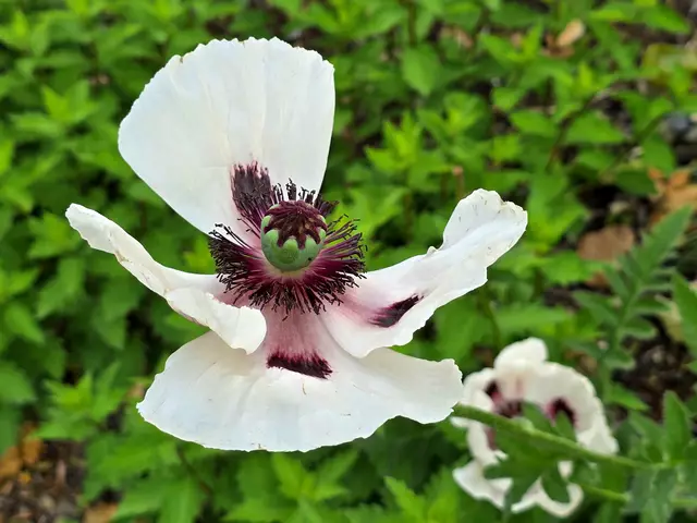 Foto: Heidrun Rosenberger