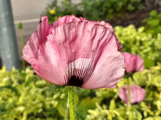 Foto: Heidrun Rosenberger