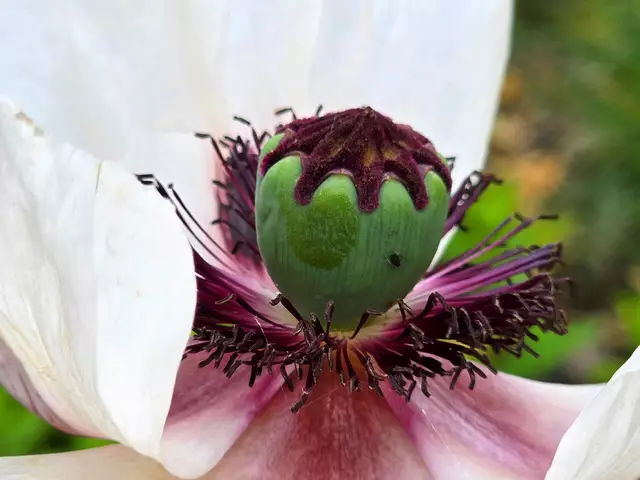 Foto: Heidrun Rosenberger