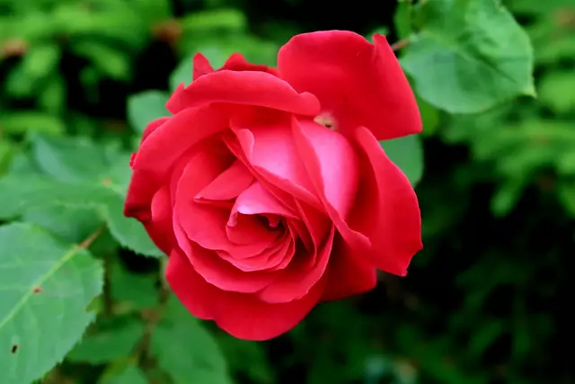 Foto: Eduard Warenik