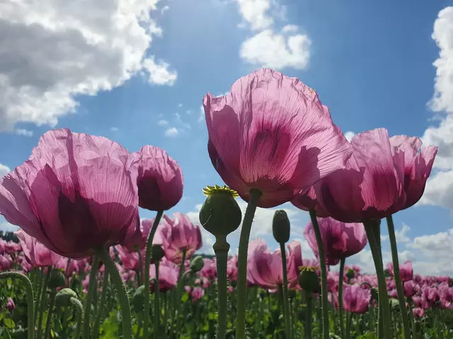 Mohnfeld in Erlenbach | Foto: C.W. privat