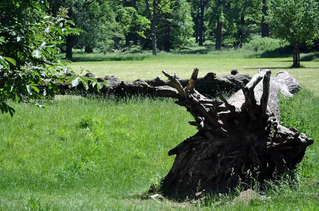 Blick ins Naturschutzgebiet. Ursprünglich als Weide für Hausschweine genutzt, wurde es im Jahr 1707 eingezäunen um eine Fasanerie zu errichten. Ab 1806 wurden Gämse und Hirsche zur Jagt in das Gebiet eingesetzt. Seit 1937 ist es ein Naturschutzgebiet. | Foto: Daniela Somers