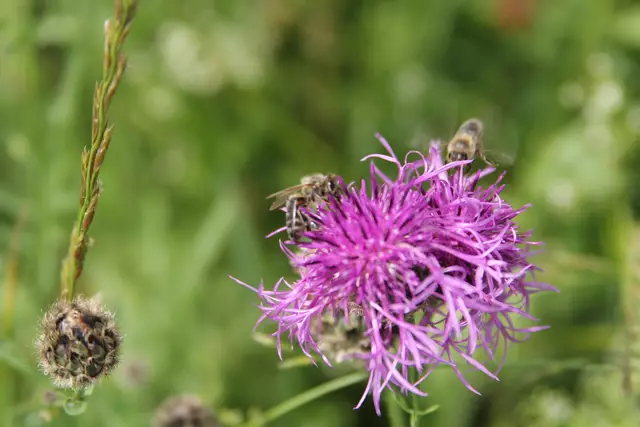 Heute sind wir mal ne Stunde raus. Unterhalb von unserem Haus zur wunderschönen Blumenwiese und zurück am Kocher entlang🌸🌞😎🌸 | Foto: Ralf Röser