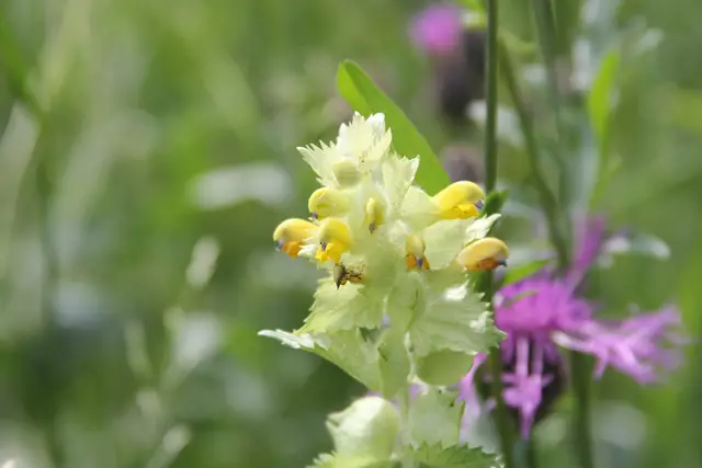 Heute sind wir mal ne Stunde raus. Unterhalb von unserem Haus zur wunderschönen Blumenwiese und zurück am Kocher entlang🌸🌞😎🌸 | Foto: Ralf Röser