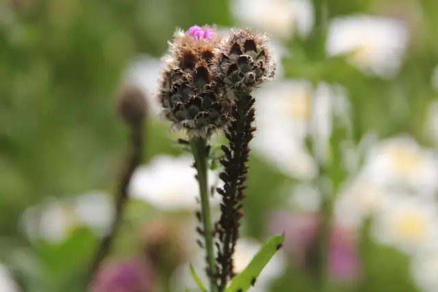 Heute sind wir mal ne Stunde raus. Unterhalb von unserem Haus zur wunderschönen Blumenwiese und zurück am Kocher entlang🌸🌞😎🌸 | Foto: Ralf Röser