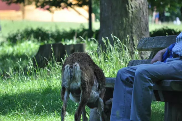Dann lief es zielstrebig zur Bank. Ich konnte kaum meinen Augen trauen. Denn der Mensch auf der Bank hatte kein Futter dabei. | Foto: Daniela Somers