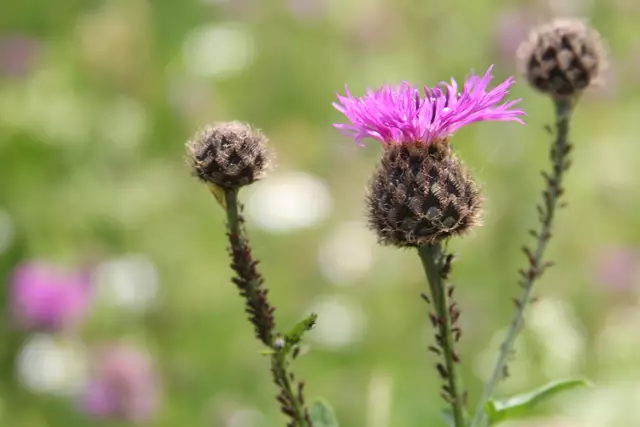 Heute sind wir mal ne Stunde raus. Unterhalb von unserem Haus zur wunderschönen Blumenwiese und zurück am Kocher entlang🌸🌞😎🌸 | Foto: Ralf Röser