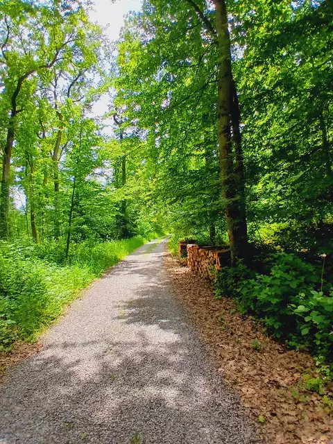 Herrlich,  durch den lichten Wald zu wandern.   | Foto: sigischlottke