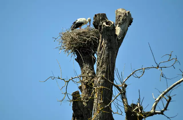 Wie es ausschaut hat sie nur ein Küken.  | Foto: Daniela Somers