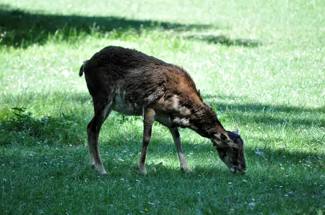 Auf der Wiese vor dem Schloss Favorite graste dieses Mufflonweibchen | Foto: Daniela Somers
