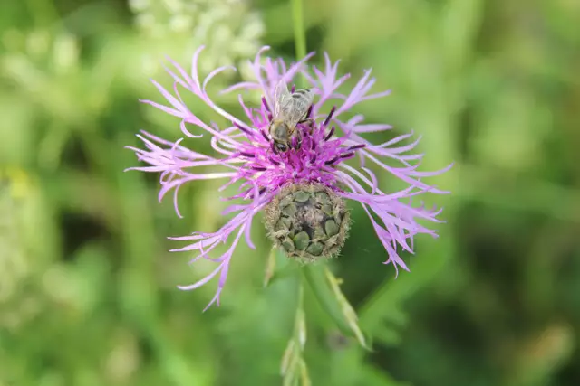 Heute sind wir mal ne Stunde raus. Unterhalb von unserem Haus zur wunderschönen Blumenwiese und zurück am Kocher entlang🌸🌞😎🌸 | Foto: Ralf Röser