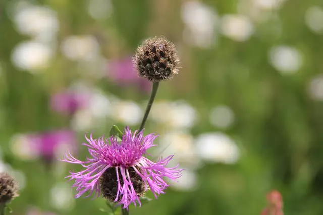 Heute sind wir mal ne Stunde raus. Unterhalb von unserem Haus zur wunderschönen Blumenwiese und zurück am Kocher entlang🌸🌞😎🌸 | Foto: Ralf Röser