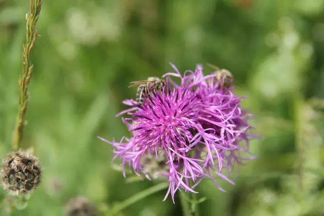 Heute sind wir mal ne Stunde raus. Unterhalb von unserem Haus zur wunderschönen Blumenwiese und zurück am Kocher entlang🌸🌞😎🌸 | Foto: Ralf Röser
