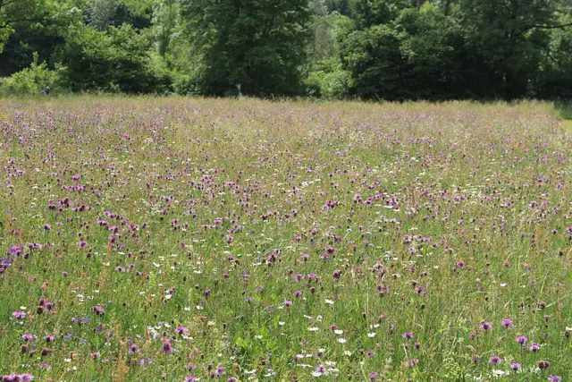 Heute sind wir mal ne Stunde raus. Unterhalb von unserem Haus zur wunderschönen Blumenwiese und zurück am Kocher entlang🌸🌞😎🌸 | Foto: Ralf Röser