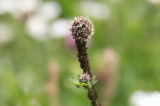 Heute sind wir mal ne Stunde raus. Unterhalb von unserem Haus zur wunderschönen Blumenwiese und zurück am Kocher entlang🌸🌞😎🌸 | Foto: Ralf Röser