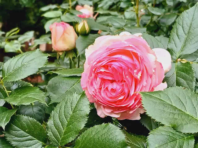 Was für eine schöne Rose.   | Foto: sigischlottke