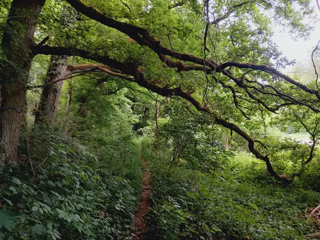 Ein "Urwaldpfad" führt mich kurz durch den Wald.  Danach geht's auf normalen Waldwegen weiter.   | Foto: sigischlottke
