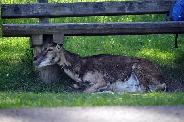 Scheint wohl sein Lieblingsplatz zu sein. Und es ist ihr auch egal dass dort noch ein Mensch sitzt. | Foto: Daniela Somers