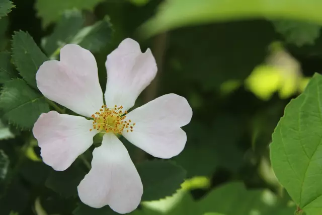 Heute sind wir mal ne Stunde raus. Unterhalb von unserem Haus zur wunderschönen Blumenwiese und zurück am Kocher entlang🌸🌞😎🌸 | Foto: Ralf Röser