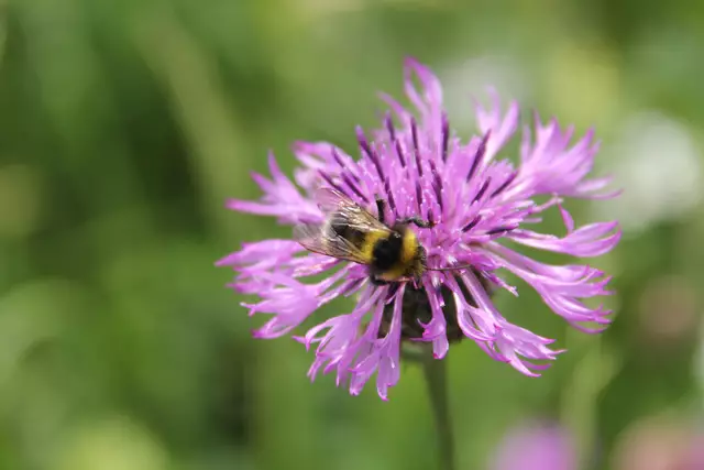 Heute sind wir mal ne Stunde raus. Unterhalb von unserem Haus zur wunderschönen Blumenwiese und zurück am Kocher entlang🌸🌞😎🌸 | Foto: Ralf Röser
