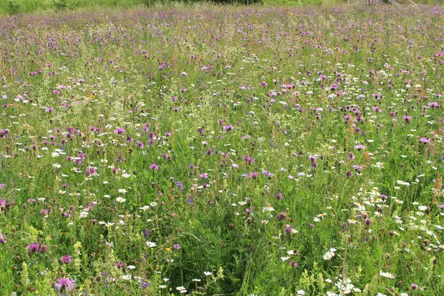 Heute sind wir mal ne Stunde raus. Unterhalb von unserem Haus zur wunderschönen Blumenwiese und zurück am Kocher entlang🌸🌞😎🌸 | Foto: Ralf Röser