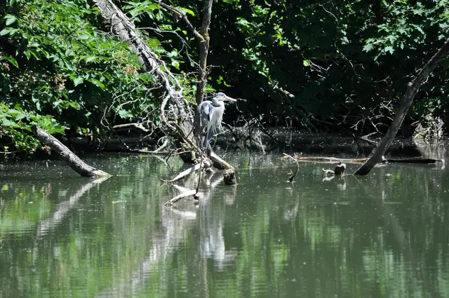 Am Weg direkt entlang am naturbelassenen See gibts auch Graureiher zu sehen. | Foto: Daniela Somers