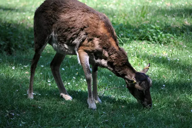 Ganz alleine futterte das Mufflonweibchen auf der Wiese | Foto: Daniela Somers
