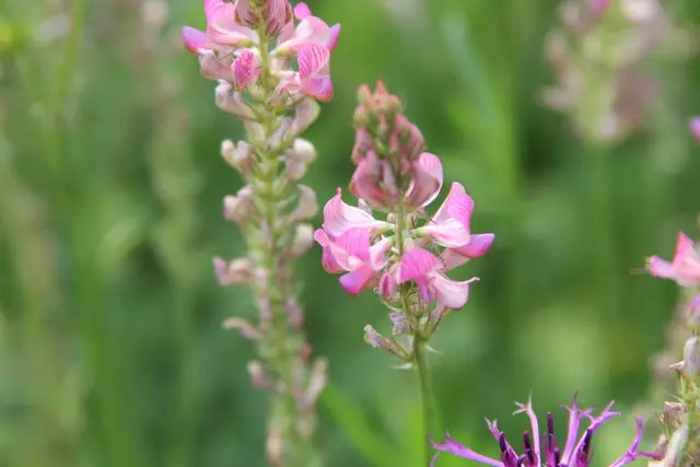 Heute sind wir mal ne Stunde raus. Unterhalb von unserem Haus zur wunderschönen Blumenwiese und zurück am Kocher entlang🌸🌞😎🌸 | Foto: Ralf Röser