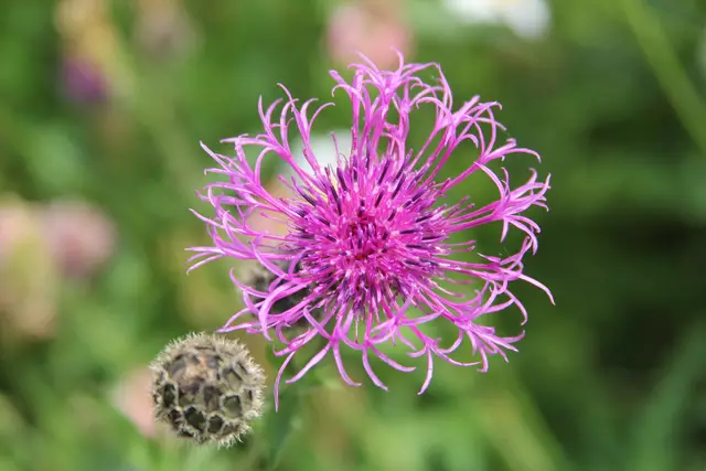 Heute sind wir mal ne Stunde raus. Unterhalb von unserem Haus zur wunderschönen Blumenwiese und zurück am Kocher entlang🌸🌞😎🌸 | Foto: Ralf Röser