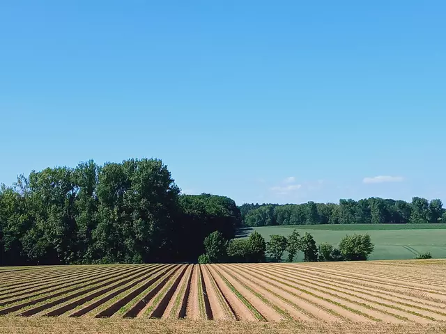 Ein Weg führt an Ackerland und Getreidefeldern vorbei und gewährt weite Blicke.   | Foto: sigischlottke