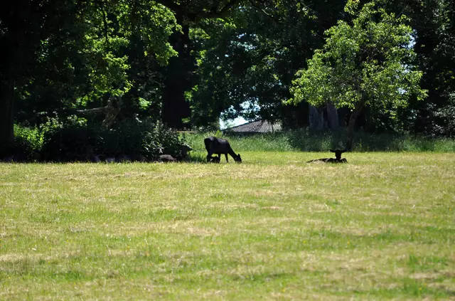 In der Nachmittagshitze sind auch die Tiere weit entfernt im Schatten. | Foto: Daniela Somers