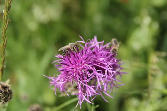 Heute sind wir mal ne Stunde raus. Unterhalb von unserem Haus zur wunderschönen Blumenwiese und zurück am Kocher entlang🌸🌞😎🌸 | Foto: Ralf Röser