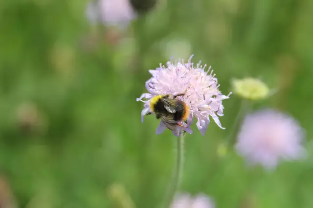 Heute sind wir mal ne Stunde raus. Unterhalb von unserem Haus zur wunderschönen Blumenwiese und zurück am Kocher entlang🌸🌞😎🌸 | Foto: Ralf Röser